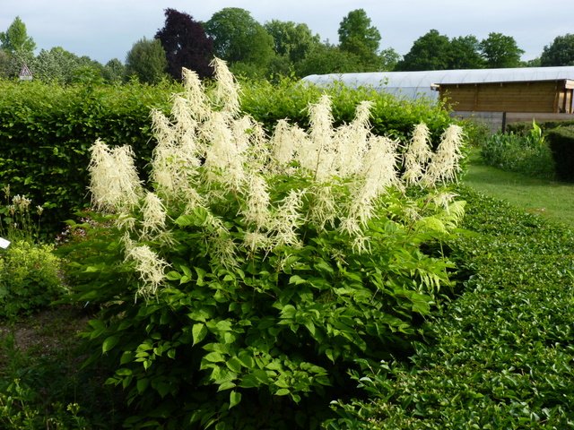 Aruncus dioicus